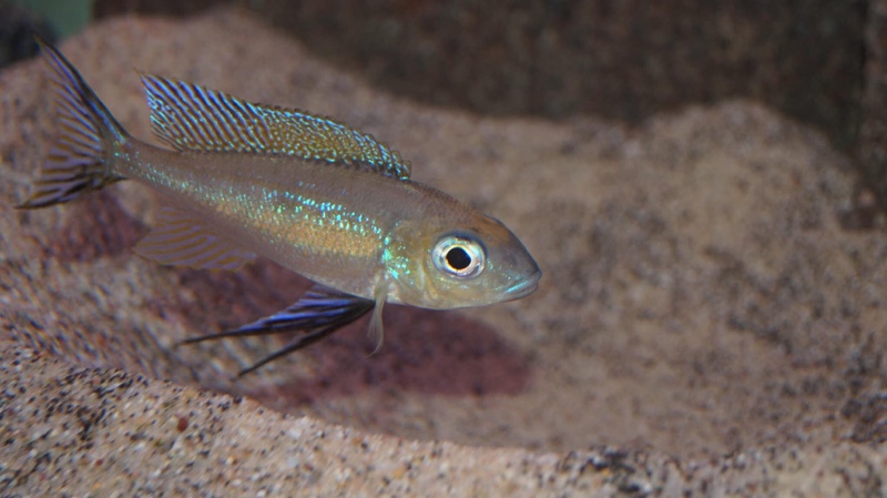 Cyathopharynx furcifer 'Sibwesa'